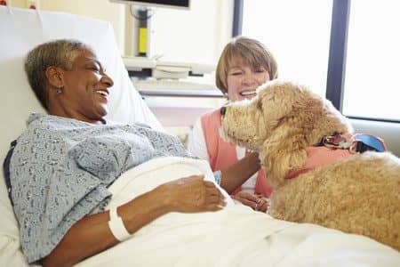 Is Your Dog Therapy Dog Material?